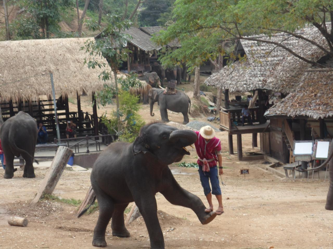 elephant-5-29/01/2013